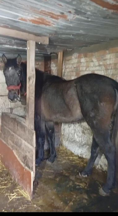 De vânzare mânză,2 ani !