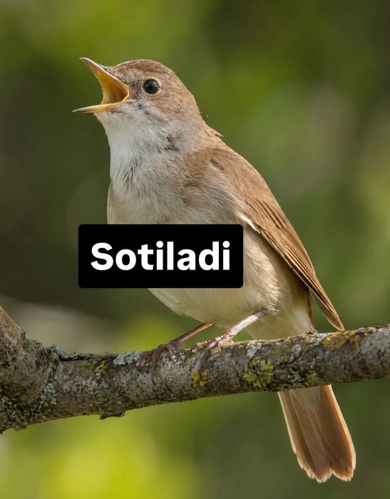 Bulbul  xofiz sotiladi boqilgan sayroda