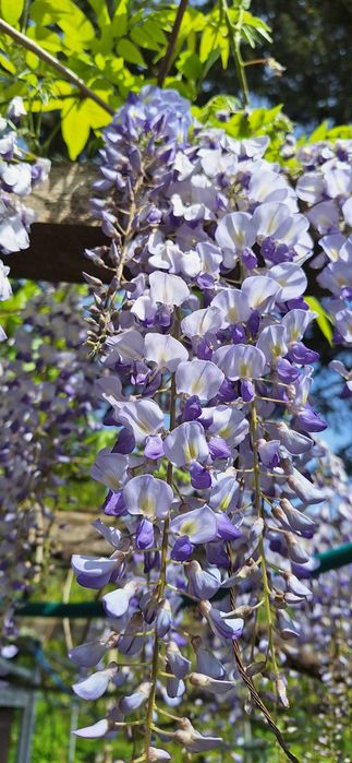 Вистерия/ глициния