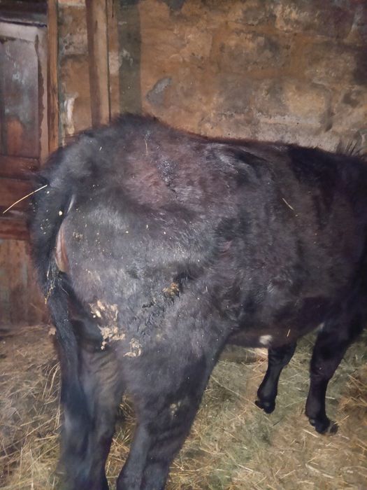 Тайынша сатылат союга малдануга