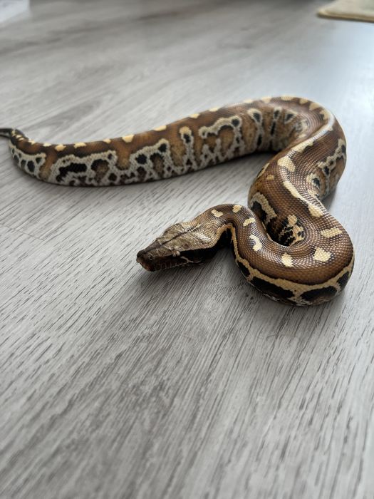 Sarpe blood python/ piton