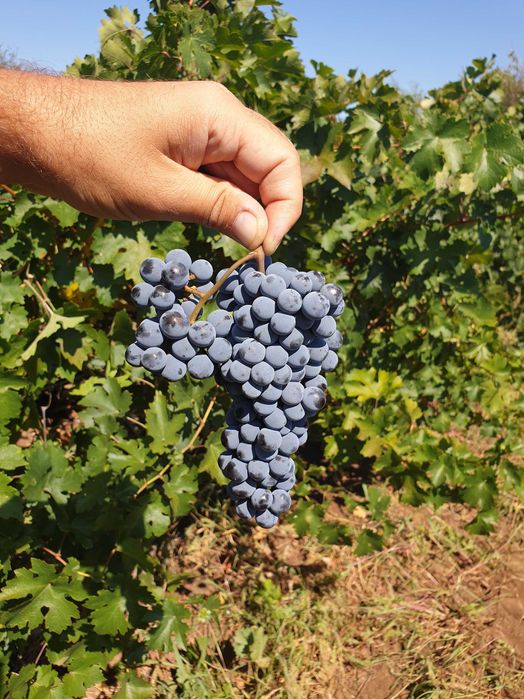 Продава се Земеделски имот в Пловдив, Център -  кв.м за 2 €/дка - Снимка #1