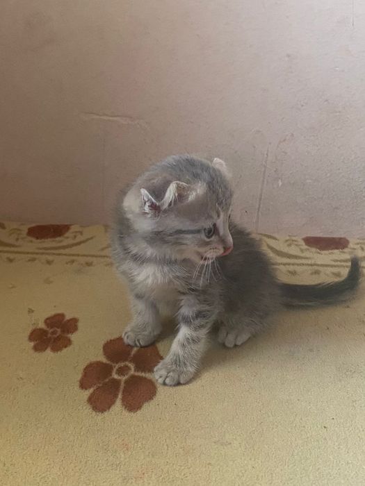 Вислоухие котята