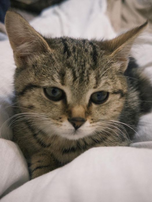 Котенок ищет любящую семью