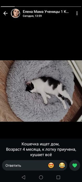 Отдам в добрые руки котят