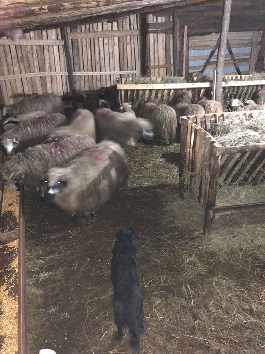 Vând 48 de oi cu mieii lângă ele