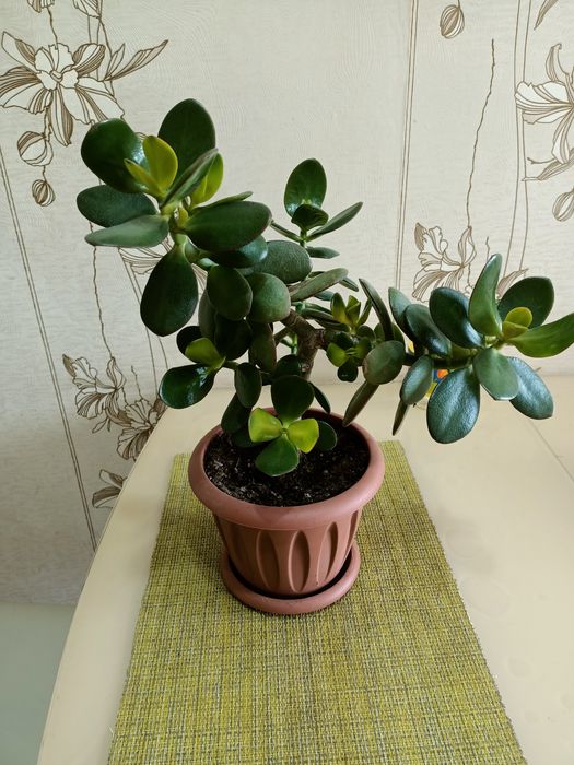 Продам комнатные цветы: денежное дерево