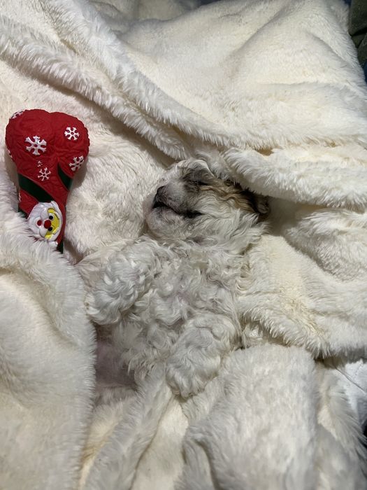 Vand pui de shih tzu