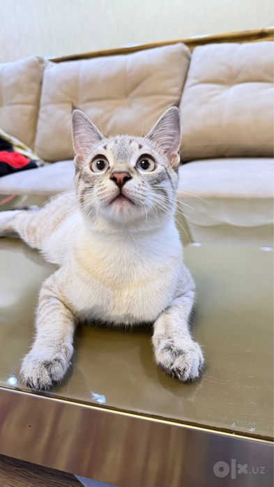 Отдам в добрые руки котика по кличке ( Пузя )