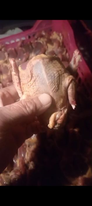 Жабаиы тау кептері