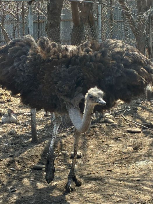 Афринаский страус