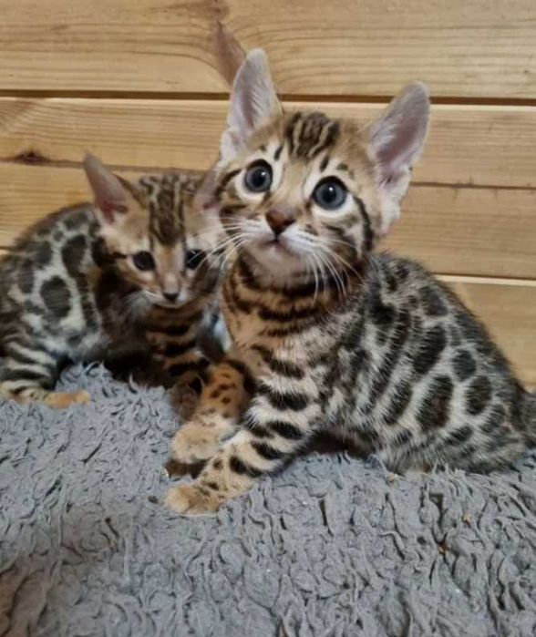 Бенгальские мини Леопарды
