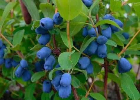 Лоницера Камчатика - Майска Боровинка