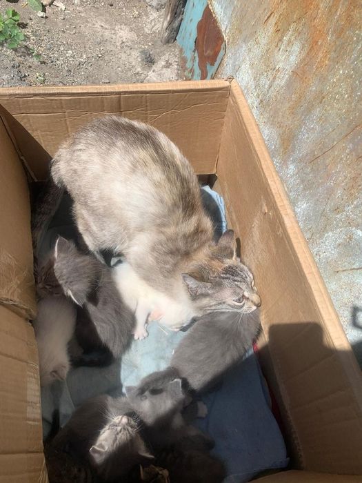 Отдам котят в добрые руки