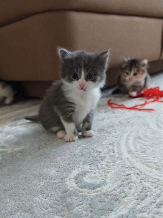 КОТЯТА 1 месяц беспплатно