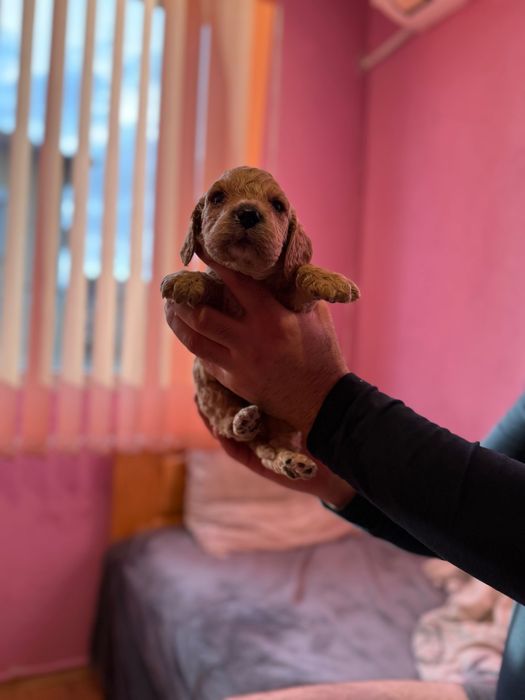 Кокер Шпаньол Английски