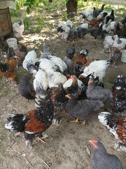 Brahma porțelan și brahma herminat deschis