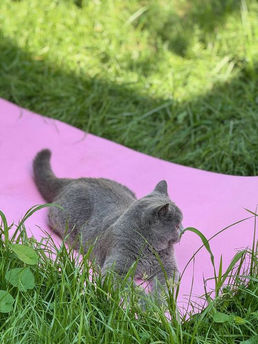 Вязка Киз бола мушук таклиф киламиза