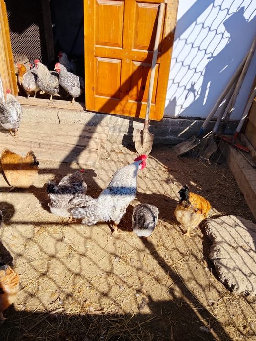 Продам петухов молодые годовалые