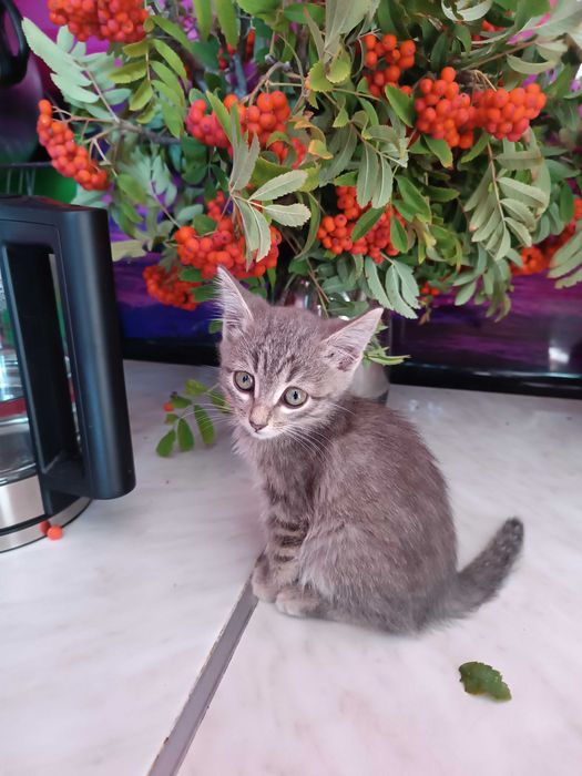 ОБЫЧНЫЙ КОТЕНОК котенок 2 мес. Девочка и Мальчик