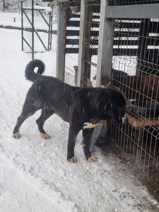 Femela asia centrala 1.2 ani