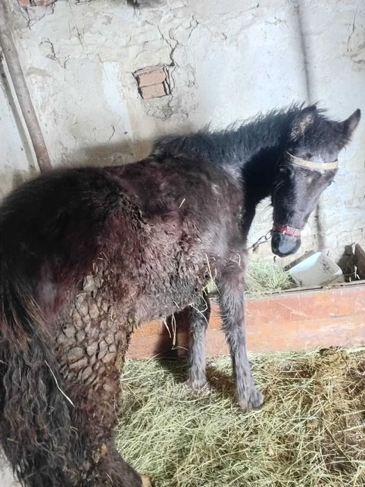 Конче на 7 месеца