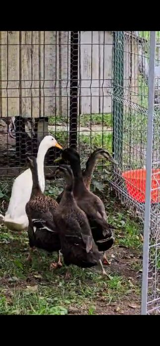 Vând rațe Alergătoare Indiene