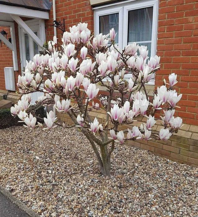 Магнолия - Кралицата на пролетта