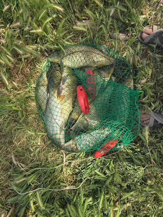 Открыт сезон рыбалки, эко сазан, топчан.