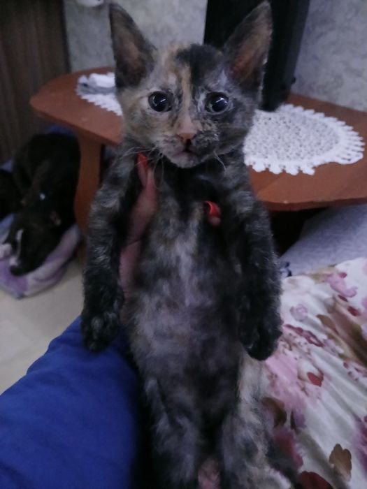 От дам девочку в хорошие руки