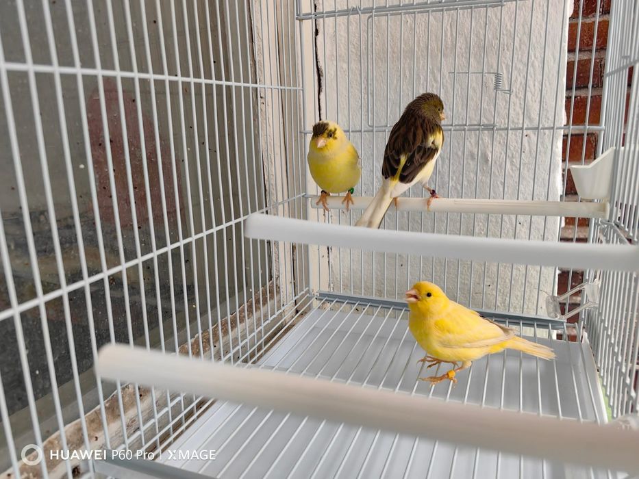 Canari de vanzare