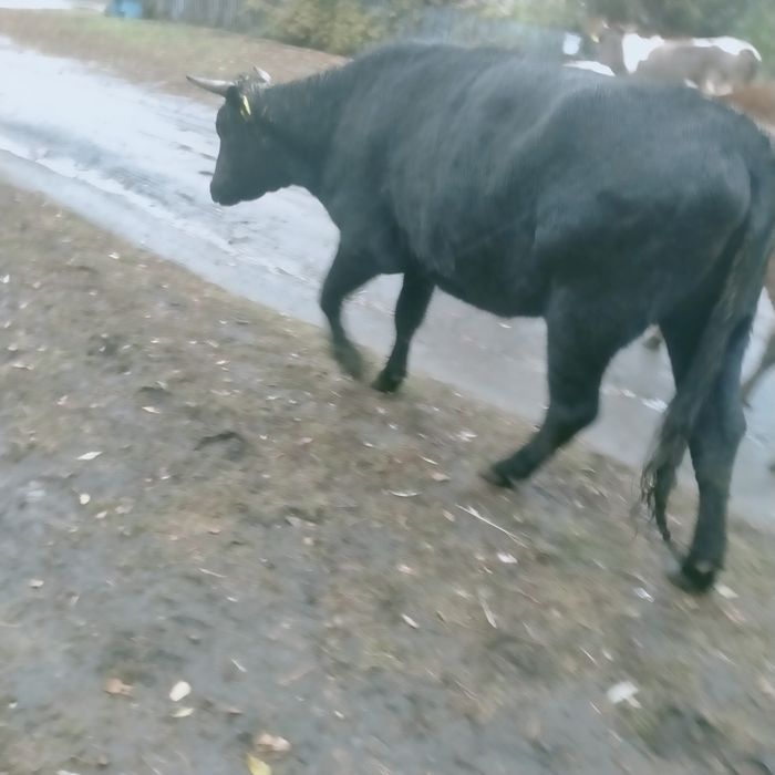 Продам нетелей 2,5 года