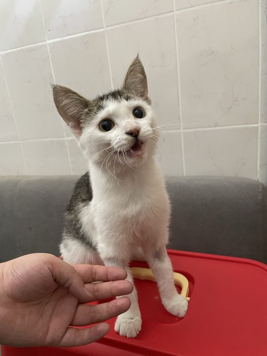 Астана! Котенок 6 месяцев, девочка