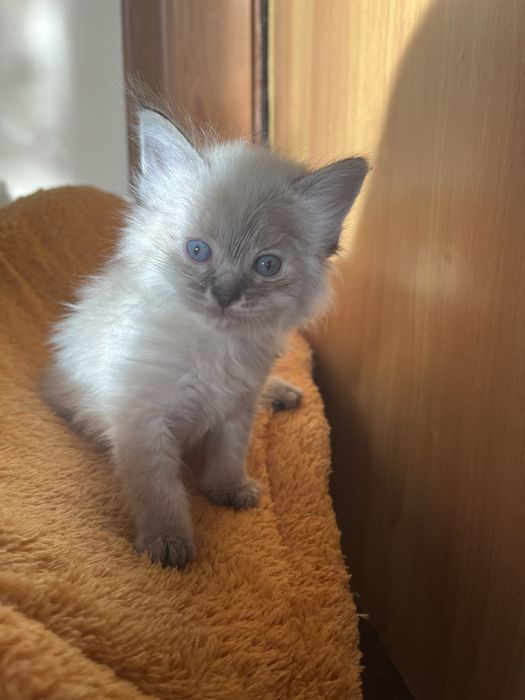 Котенок девочка 1,5 месяца