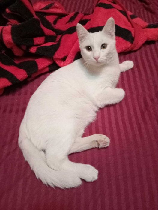 Красивые кошки разных цветов и пород