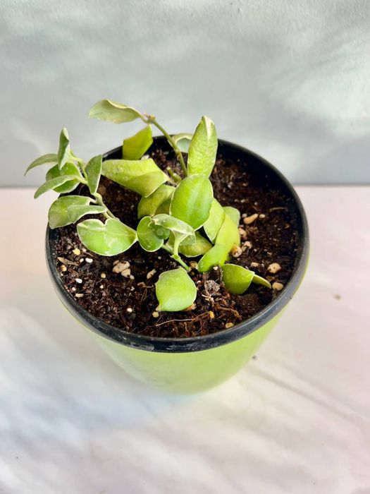 Хоя Хешкелиана Альбомаргината