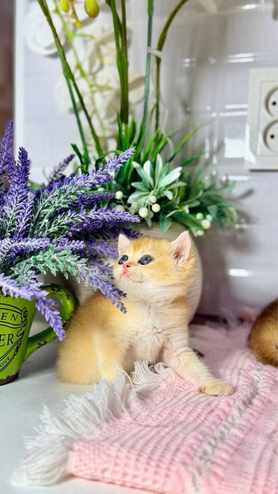 Британские шиншиллы золотые