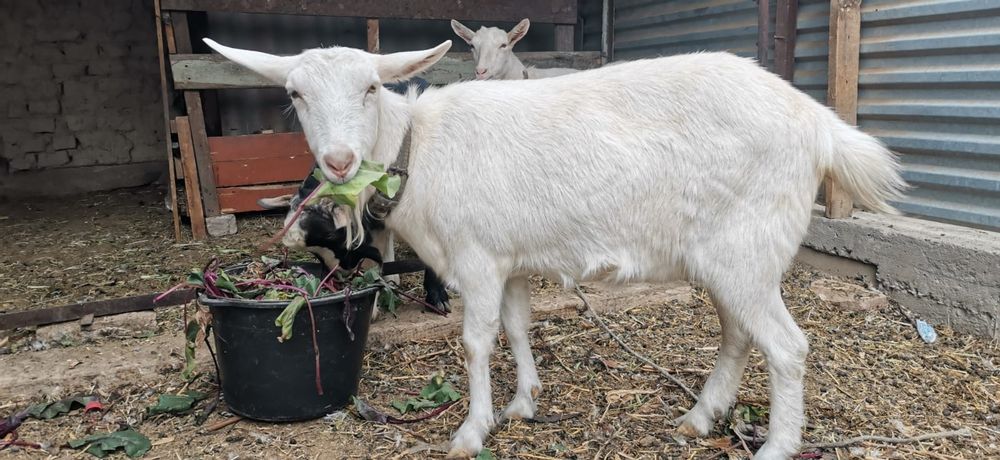 Продам козу и козла