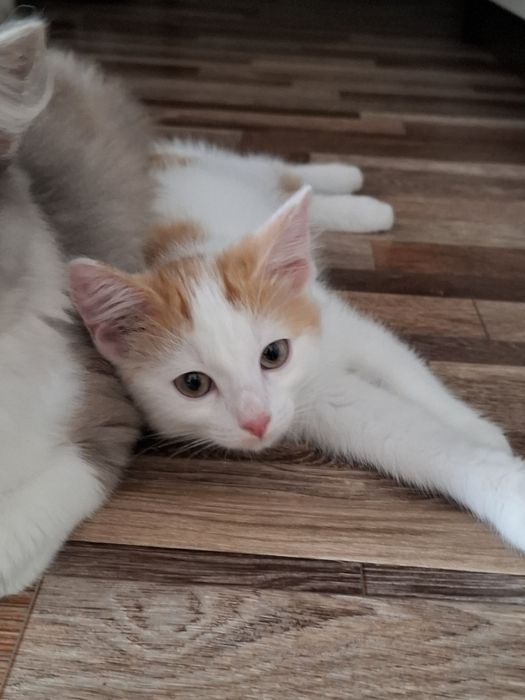 Дарю 3 чудных котят