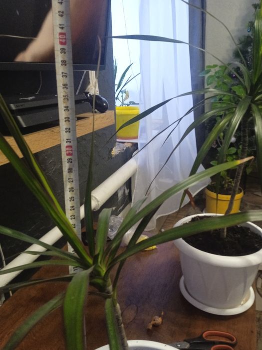 Драцена. Продам цветы