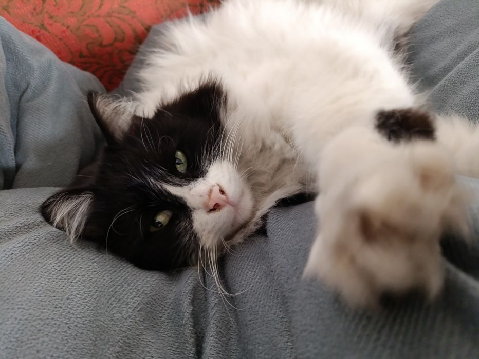 Крупный пушистый кот