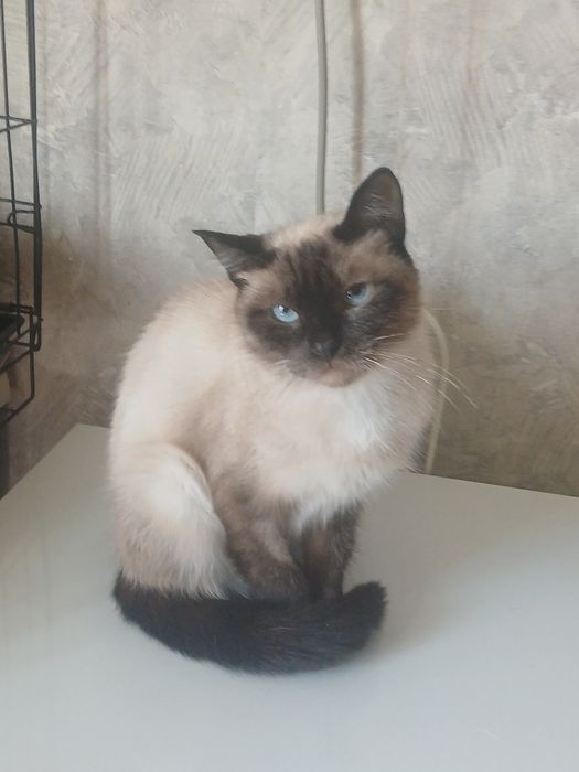 Кошечка Сиамочка дарю