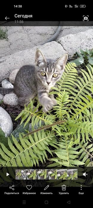 Прибился серенький Котёнок