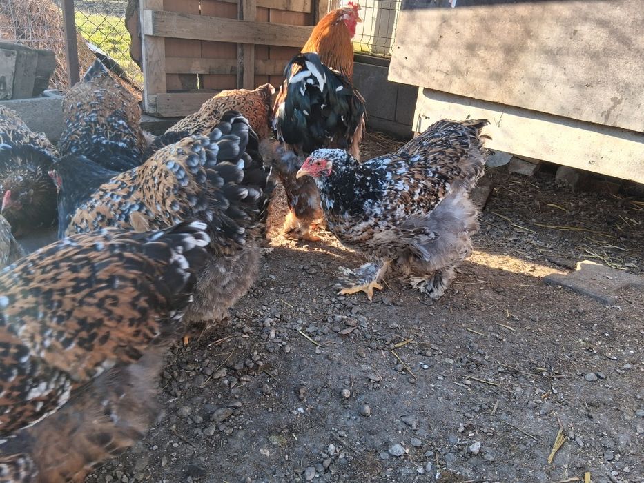 Vând ouă pentru incubat