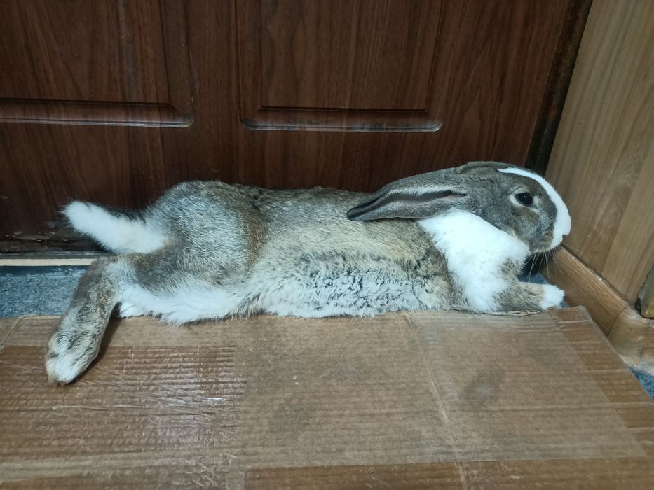 Продам кролика живого