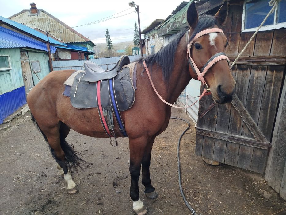 Продам рабочего коня