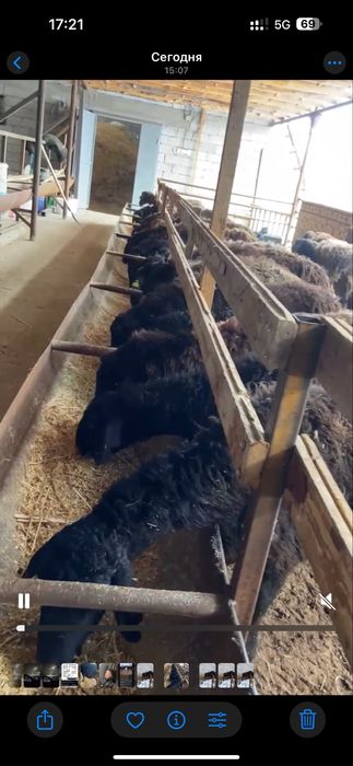 19 бас қозы қой