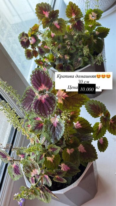 Продаю домашние цветы