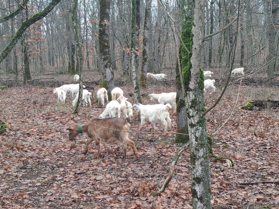 Vând 40 de capre tinere la prima și a doua fătare