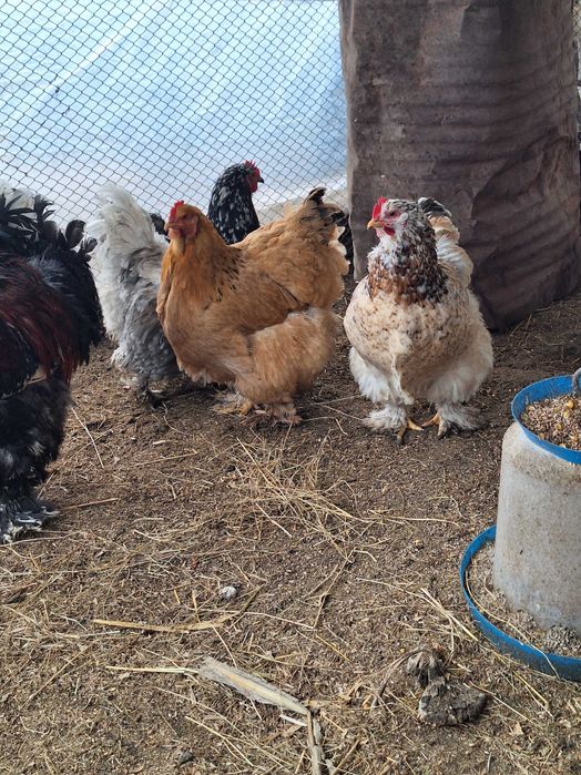 Продавам оплодени яйца от кохин стандарт